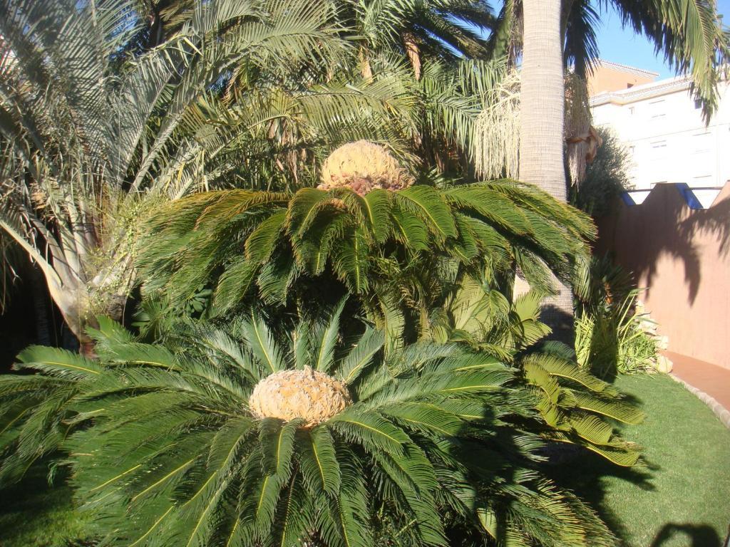 Villa Al Alba Torre Del Mar Εξωτερικό φωτογραφία